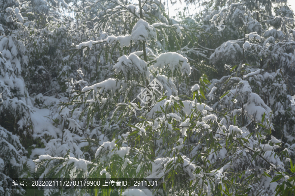 白雪覆蓋森林樹木枝頭雪景