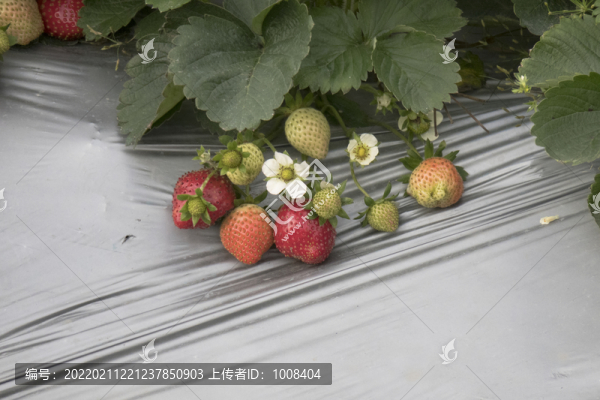 一簇成熟的草莓素材