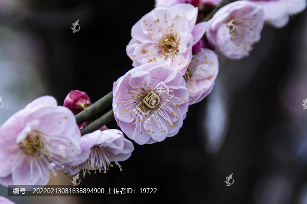梅花報(bào)春
