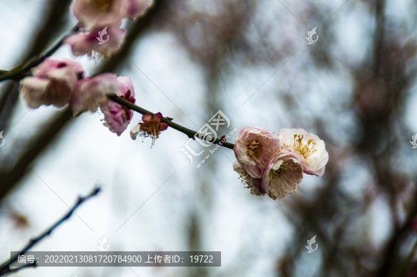 梅花報(bào)春