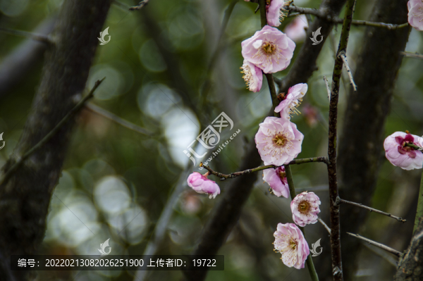 梅花報(bào)春