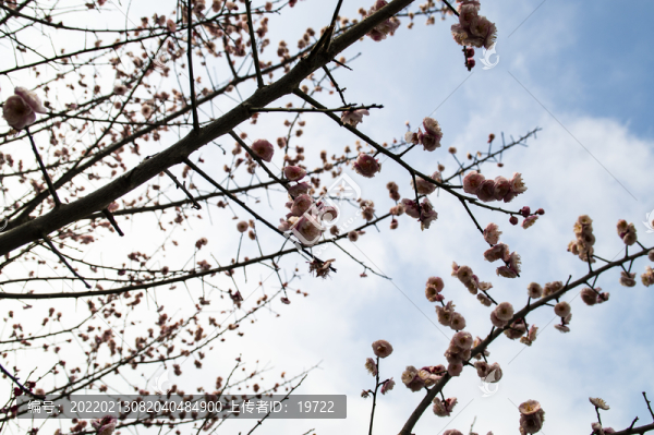 梅花報(bào)春