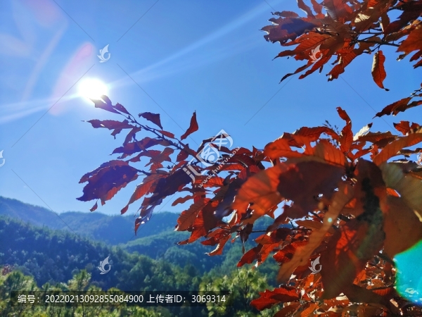 紅葉