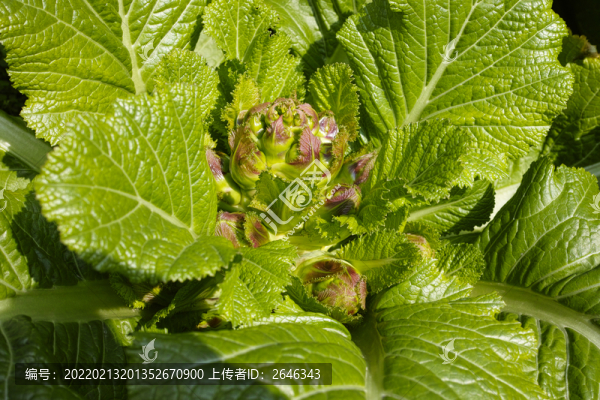 兒菜