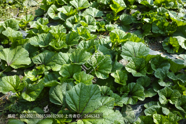 冬寒菜