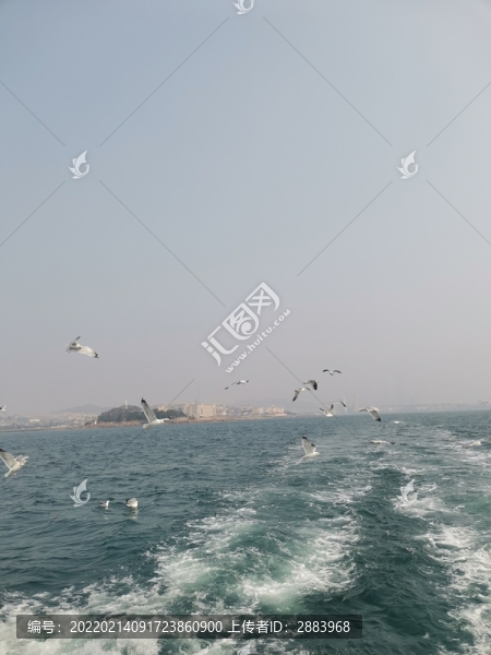 海鷗