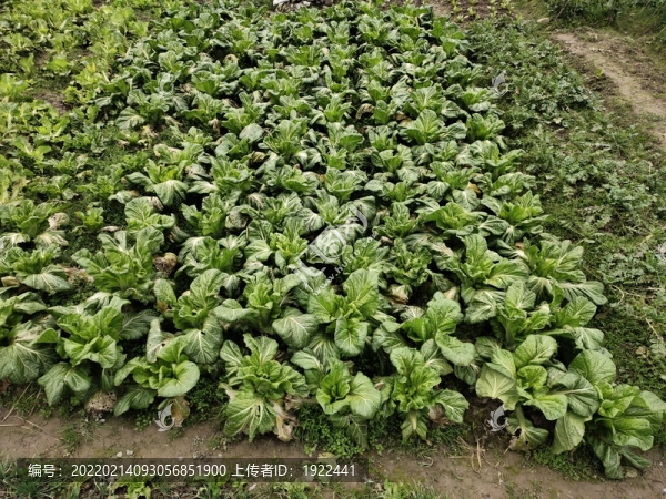 蔬菜種植