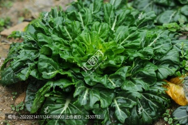 烏塌菜