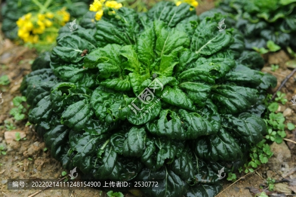 烏塌菜
