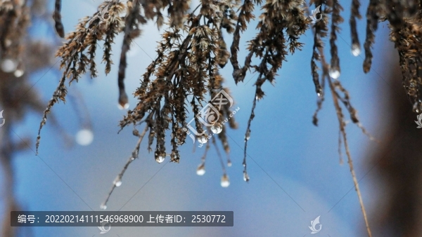 春雨