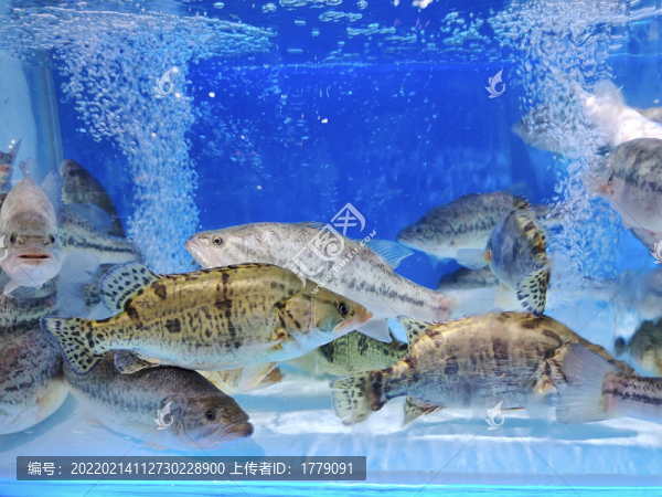 桂魚