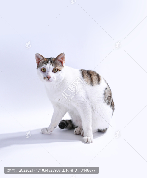 貓咪