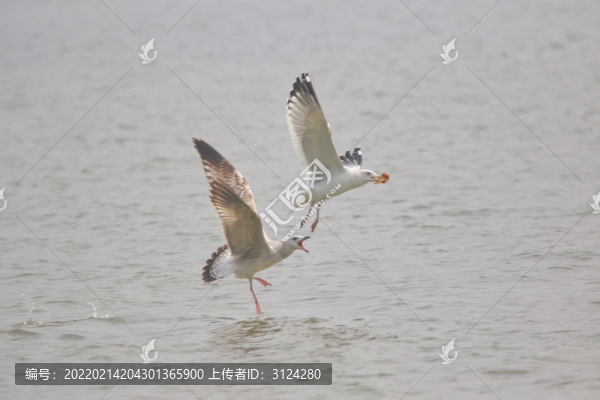 海鷗覓食