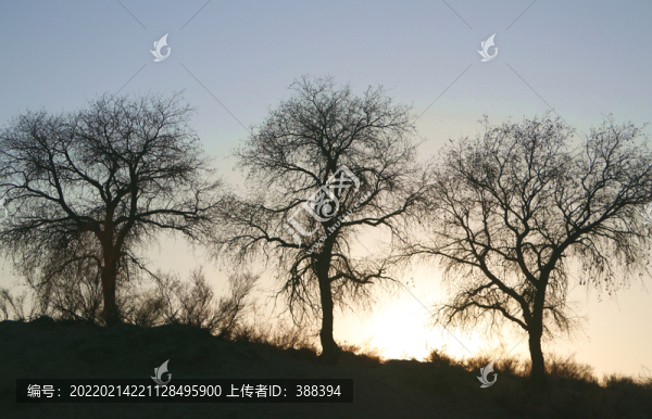 夕陽里的伊犁河畔