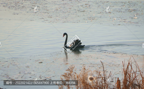 夕陽里的伊犁河畔