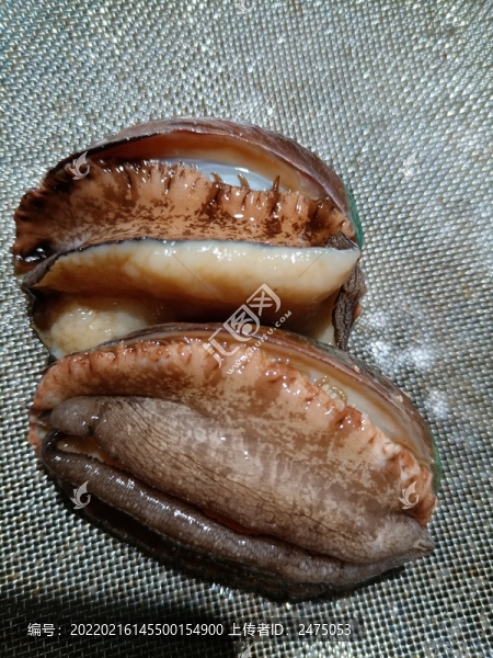 活鮑魚