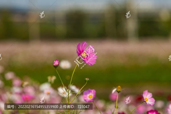 杭州紅聯(lián)花海