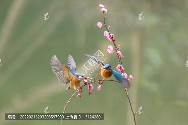 翠鳥