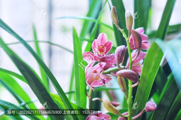 國蘭