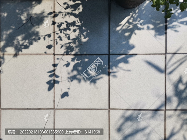 地面水墨畫一般的斑駁樹影