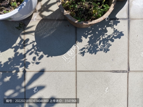 綠植光影斑駁