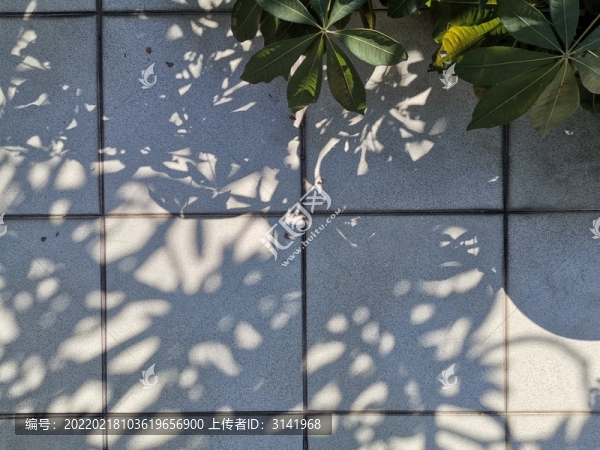 綠植樹影斑駁