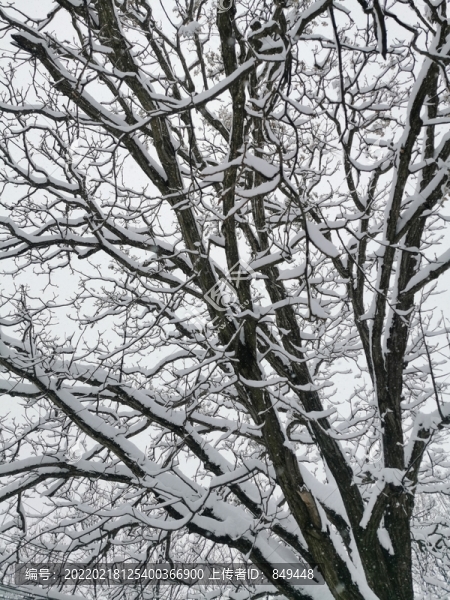 樹枝紋理雪景