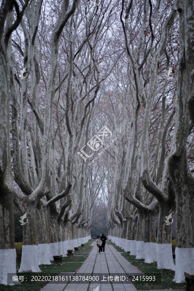 梧桐樹小路
