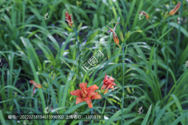 萱草