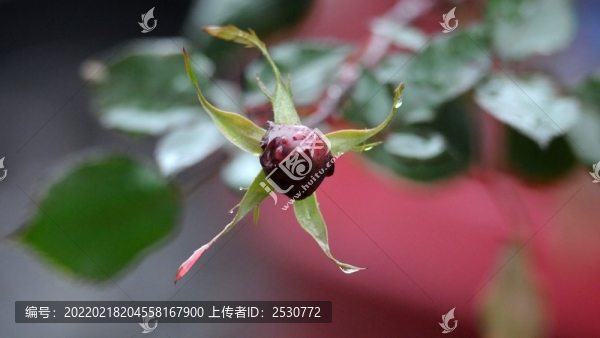月季花