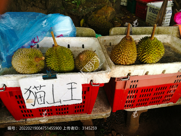 正宗馬來(lái)西亞貓山王榴蓮