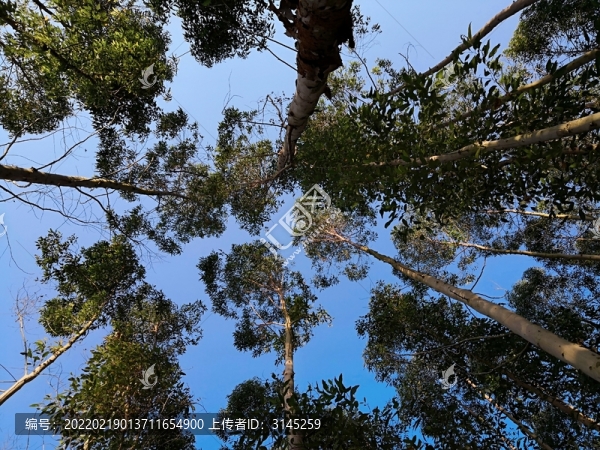 樹林