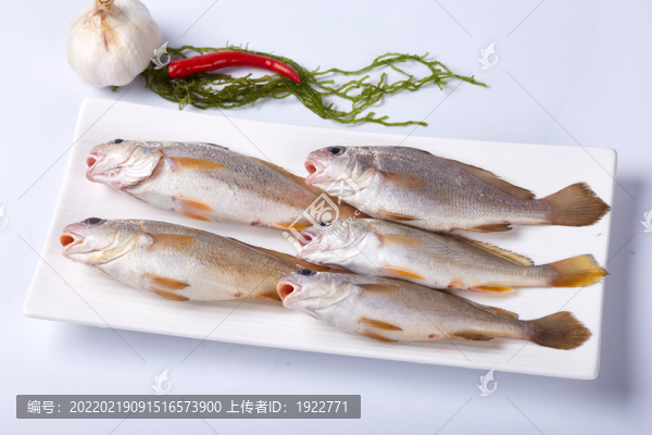 加芒魚