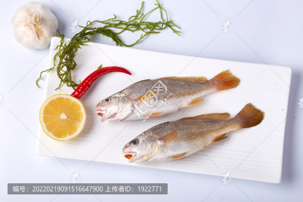 加芒魚
