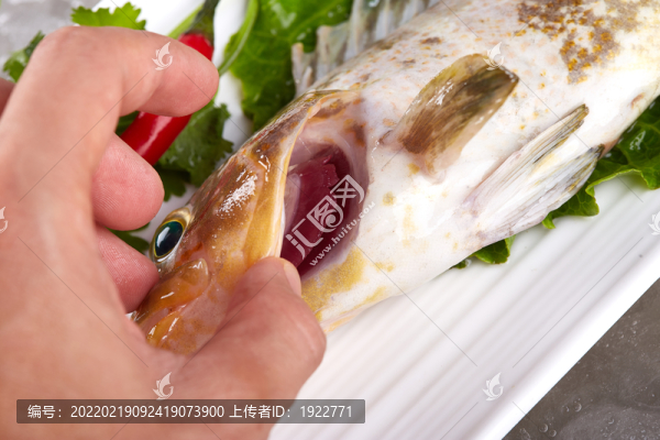 石斑魚