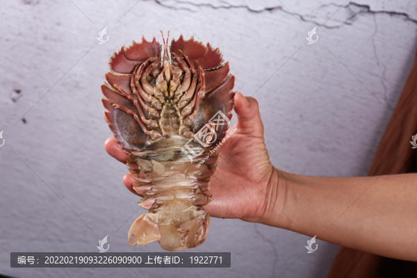 蝦姑排
