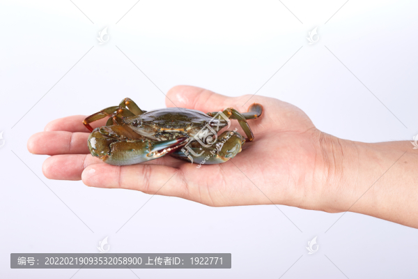 石蟹
