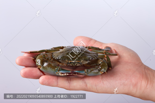 石蟹