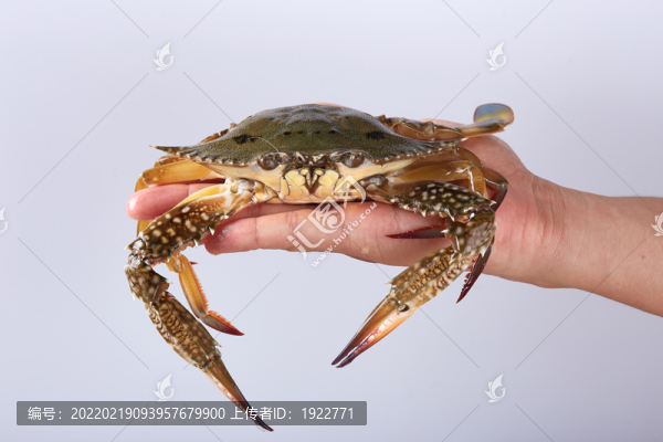 青腳蟹