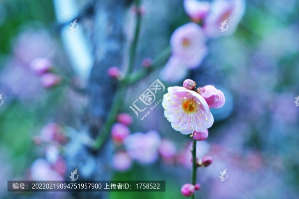 紅梅