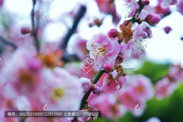 梅花