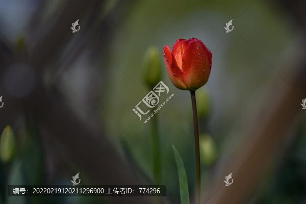 一枝獨(dú)秀