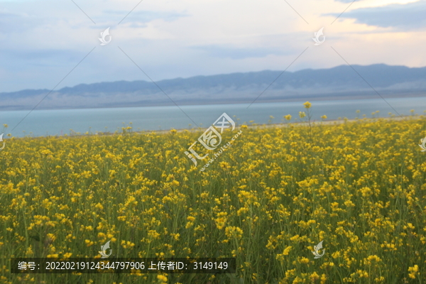 油菜花海