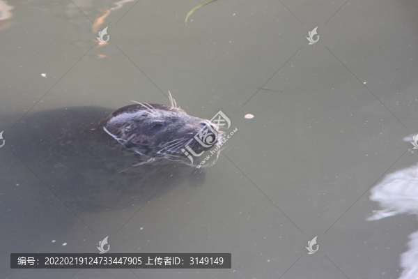 海獅