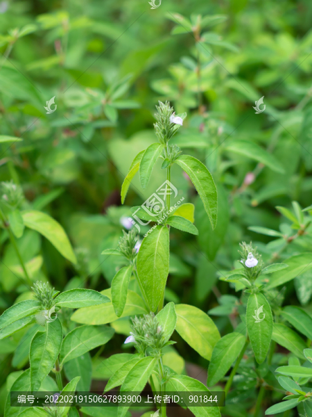 藥用植物爵床