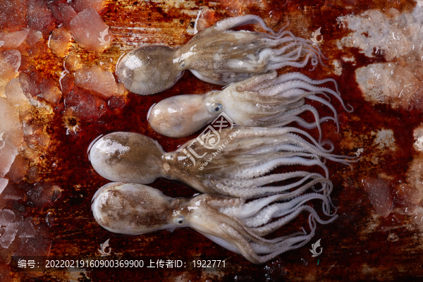 小章魚(yú)