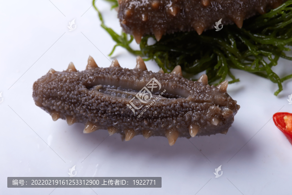 海參