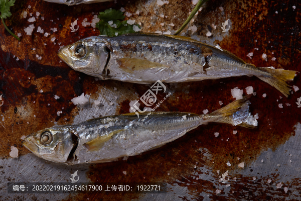 巴浪魚干
