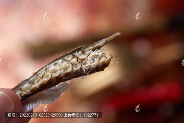 巴浪魚干