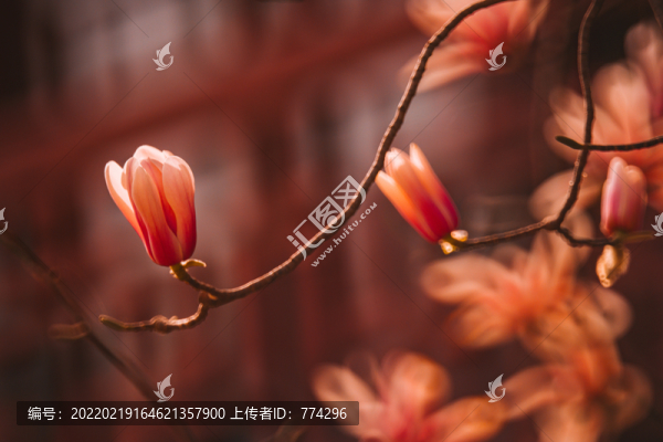 玉蘭花開紅火火